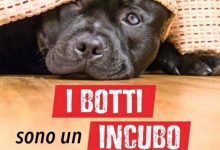 manifestazione contro i botti e tutela degli animali
