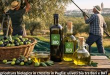 Agricoltura biologica in crescita in Puglia: uliveti bio tra Bari e BAT