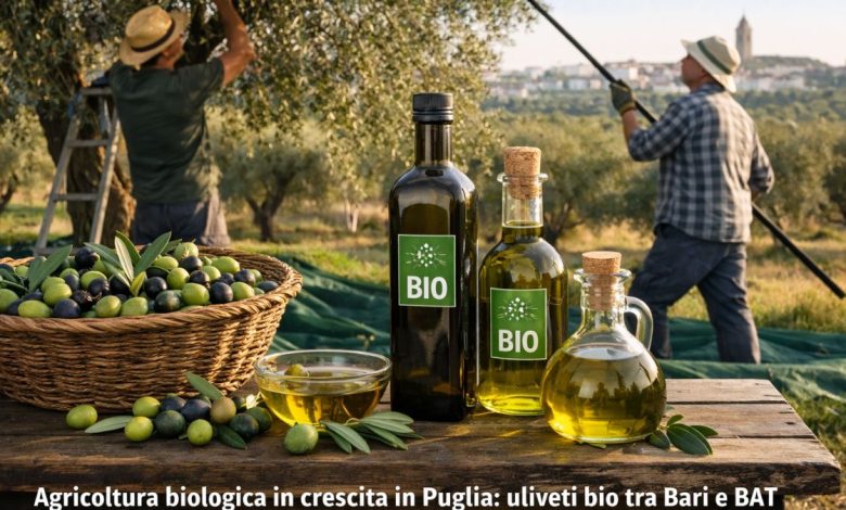 Agricoltura biologica in crescita in Puglia: uliveti bio tra Bari e BAT