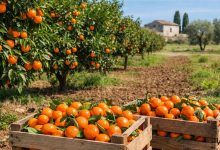 Agrumeto in Puglia con clementine mature dopo il calo di produzione denunciato da Coldiretti