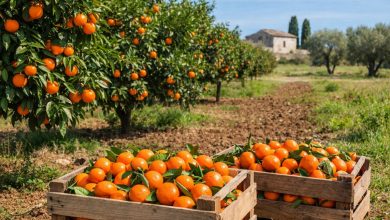 Agrumeto in Puglia con clementine mature dopo il calo di produzione denunciato da Coldiretti