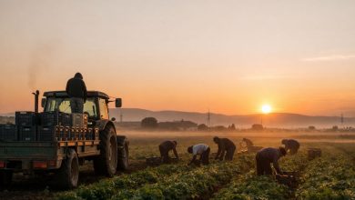Braccianti nelle campagne del Foggiano, Coldiretti: stop ai migranti invisibili con lavoro dignitoso