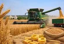 Campo di grano duro in Puglia con raccolta, simbolo della Cun unica del grano duro e della filiera della pasta italiana.