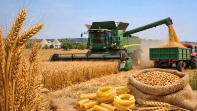 Campo di grano duro in Puglia con raccolta, simbolo della Cun unica del grano duro e della filiera della pasta italiana.
