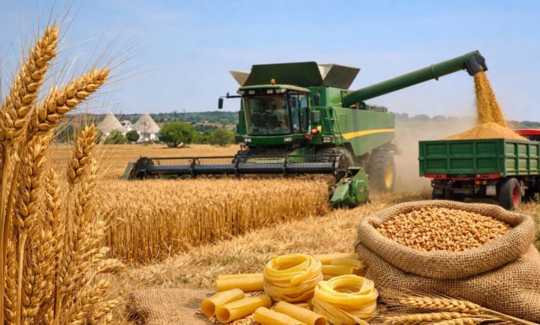 Campo di grano duro in Puglia con raccolta, simbolo della Cun unica del grano duro e della filiera della pasta italiana.