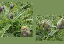 Carciofi lasciati nei campi a Brindisi per il crollo del prezzo al produttore