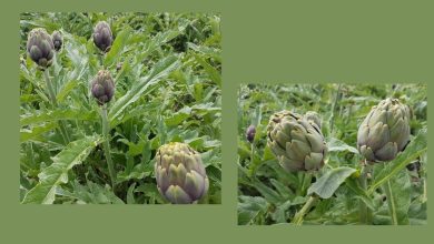 Carciofi lasciati nei campi a Brindisi per il crollo del prezzo al produttore