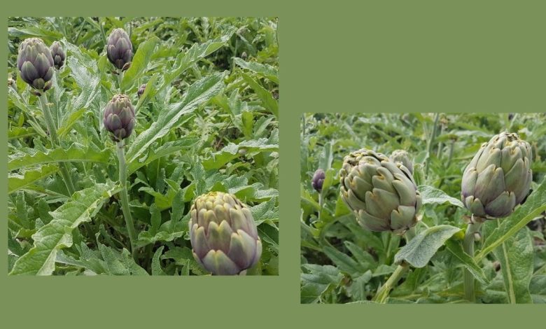 Carciofi lasciati nei campi a Brindisi per il crollo del prezzo al produttore