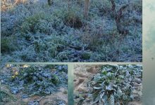 Gelate in Puglia su campi di carciofi e ortaggi colpiti dal freddo