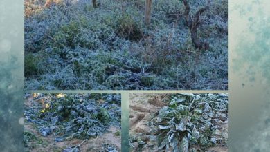 Gelate in Puglia su campi di carciofi e ortaggi colpiti dal freddo