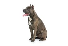 Aggressione cane amstaff a Merine in via Renda: strada dell’episodio