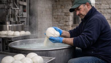 Lavorazione della mozzarella in caseificio pugliese, filiera sotto pressione per il latte a basso costo in Puglia