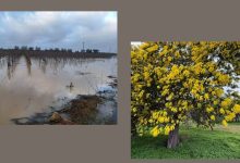 Maltempo in Puglia: campi allagati nel Brindisino dopo nubifragi e gelo