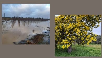 Maltempo in Puglia: campi allagati nel Brindisino dopo nubifragi e gelo