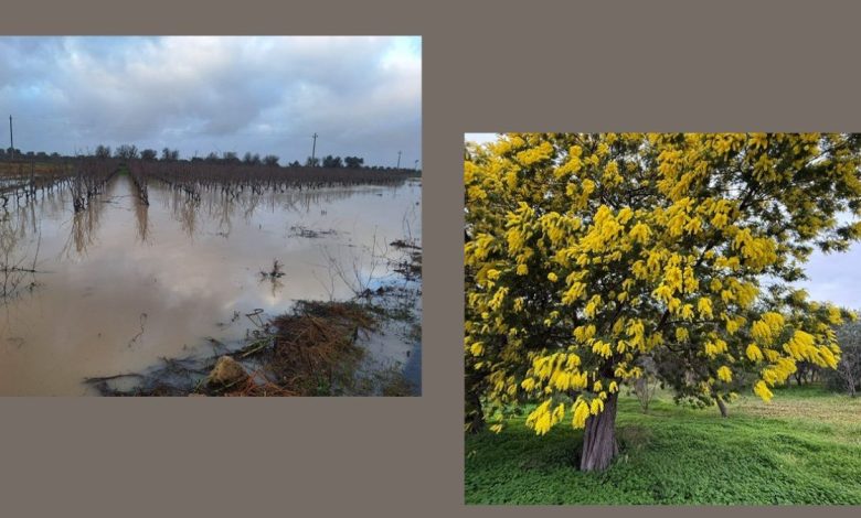 Maltempo in Puglia: campi allagati nel Brindisino dopo nubifragi e gelo