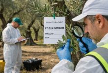 Oliveto a Bitonto con monitoraggio per Xylella fastidiosa e controlli fitosanitari in campo.