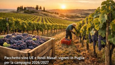 Pacchetto vino UE e fondi Masaf: vigneti in Puglia per la campagna 2026/2027