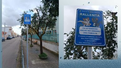 Pali della segnaletica per la tutela dei gatti a Salice Salentino