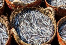 Porto di Santo Spirito a Bari invaso da migliaia di alici e sarde sulla banchina