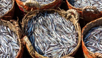 Porto di Santo Spirito a Bari invaso da migliaia di alici e sarde sulla banchina