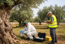 Uliveto a Bitonto: controlli e monitoraggio per la Xylella a Bitonto dopo il ritrovamento di un ulivo infetto