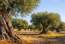 Uliveto in Puglia, simbolo dell’olivicoltura pugliese tra emergenza Xylella e crisi dei mercati