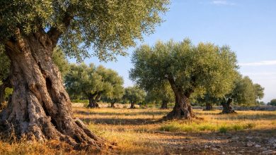 Uliveto in Puglia, simbolo dell’olivicoltura pugliese tra emergenza Xylella e crisi dei mercati