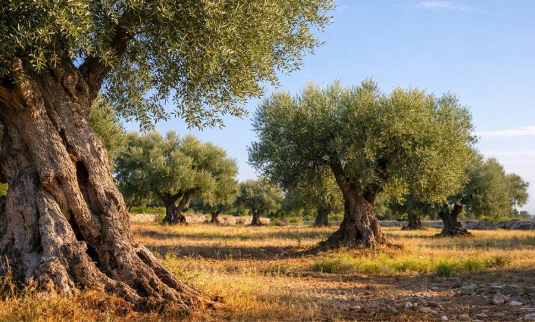 Uliveto in Puglia, simbolo dell’olivicoltura pugliese tra emergenza Xylella e crisi dei mercati
