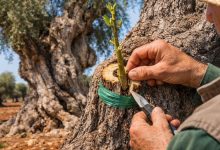 Ulivo monumentale in Puglia con tecniche di reinnesto contro Xylella Fastidiosa