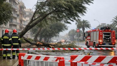 Venti di burrasca in Puglia e intervento per alberi pericolanti in area urbana