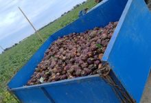 carciofi Coldiretti Puglia, crollo del prezzo in campagna