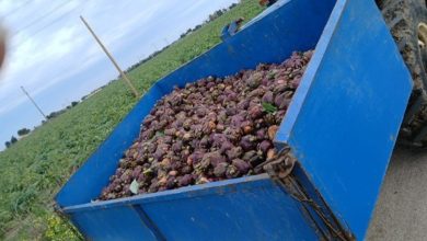 carciofi Coldiretti Puglia, crollo del prezzo in campagna