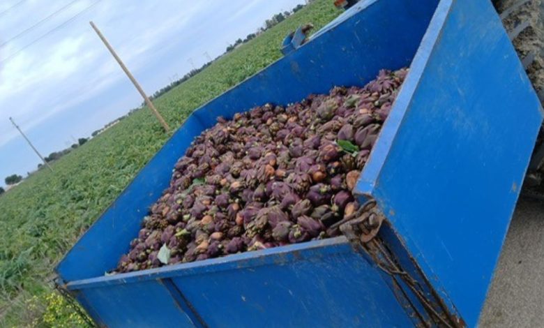carciofi Coldiretti Puglia, crollo del prezzo in campagna
