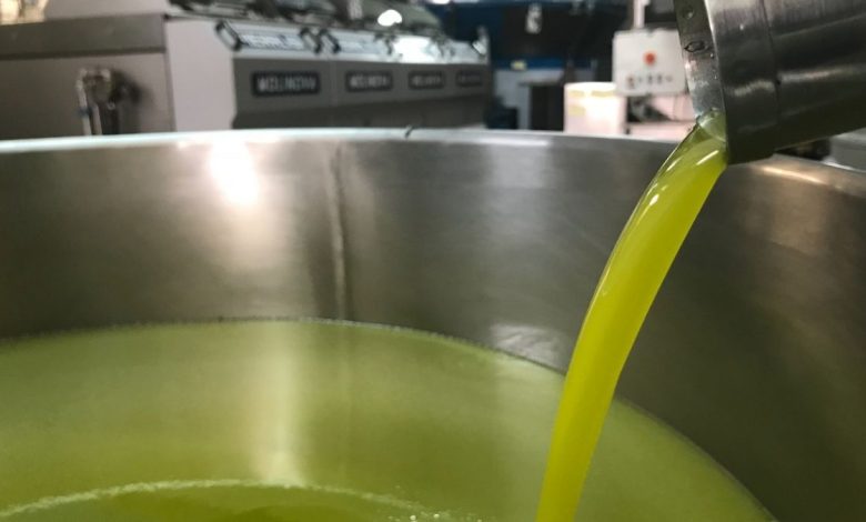 olio tunisino a dazio zero: olive in frantoio e produzione di extravergine
