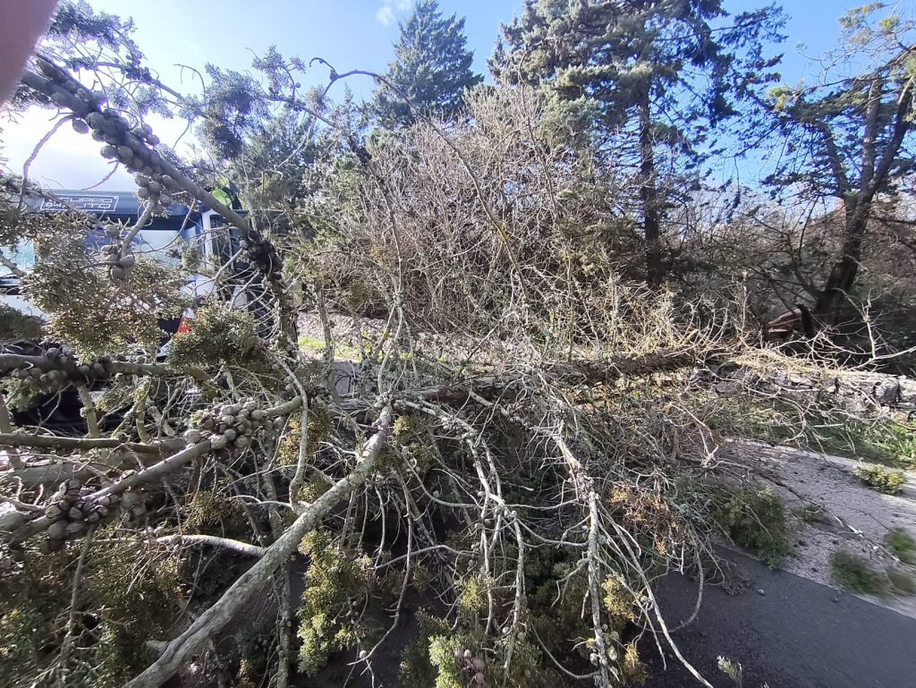 Albero crollato sulla SS172 dopo le forti raffiche di vento, intervento dei Vigili del Fuoco per la messa in sicurezza