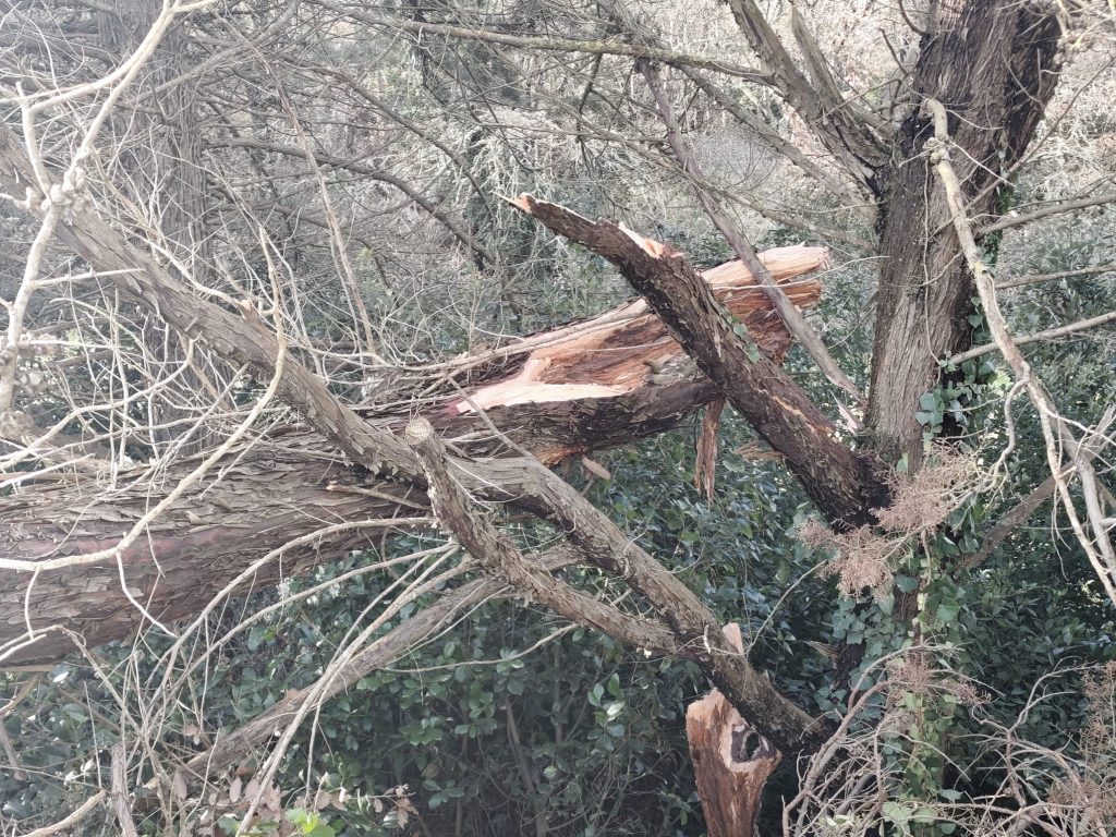 Albero crollato sulla SS172 dopo le forti raffiche di vento, intervento dei Vigili del Fuoco per la messa in sicurezza