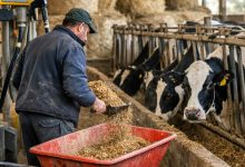 Allevatore in una stalla pugliese alle prese con l’aumento dei costi di mangimi ed energia