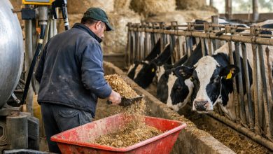 Allevatore in una stalla pugliese alle prese con l’aumento dei costi di mangimi ed energia