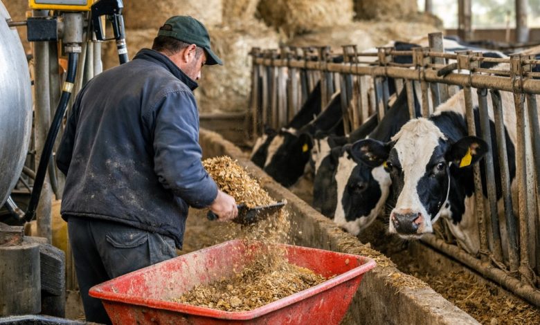 Allevatore in una stalla pugliese alle prese con l’aumento dei costi di mangimi ed energia