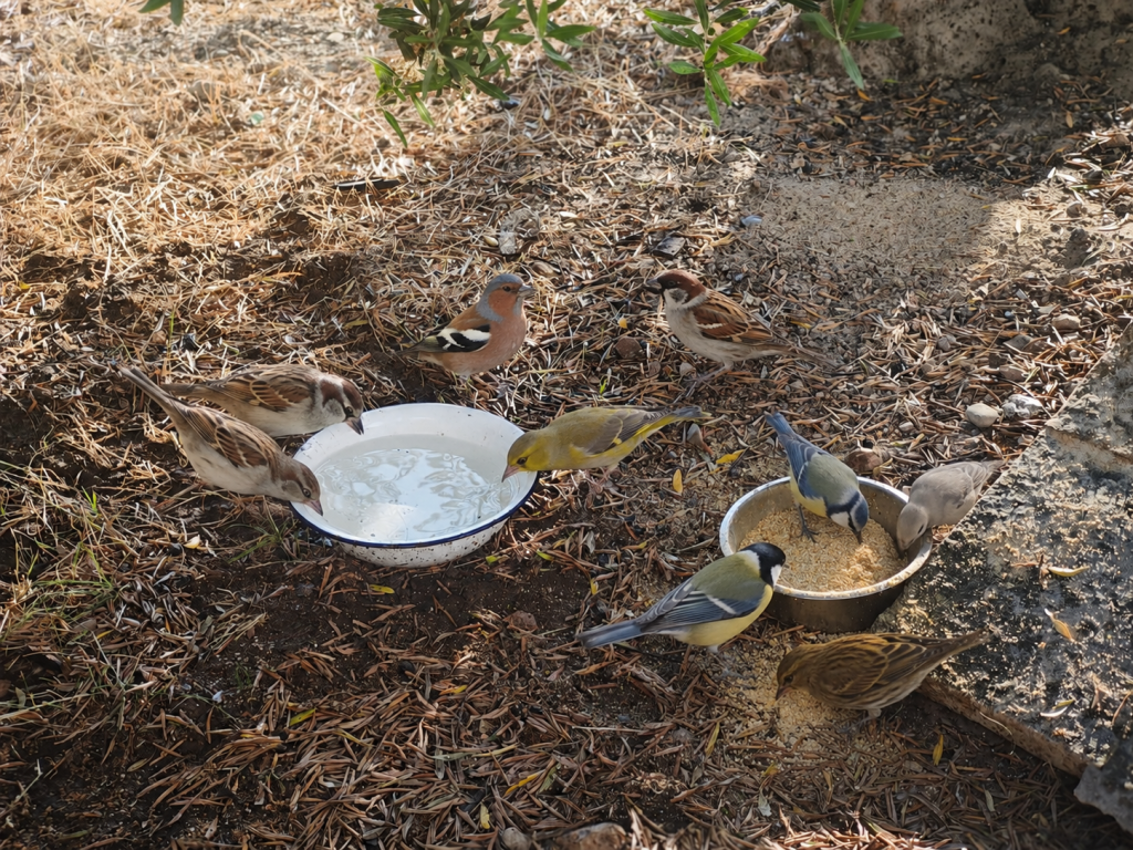 Animali senza acqua in Puglia: numerosi uccelli si dissetano e si alimentano grazie a una semplice ciotola d'acqua e a un po' di cibo lasciati all'ombra in campagna
