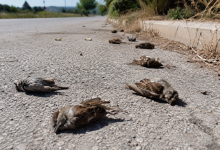 Uccelli morti sulle strade della Puglia a causa del caldo estremo e della mancanza d'acqua.