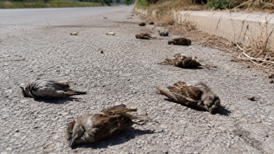 Uccelli morti sulle strade della Puglia a causa del caldo estremo e della mancanza d'acqua.