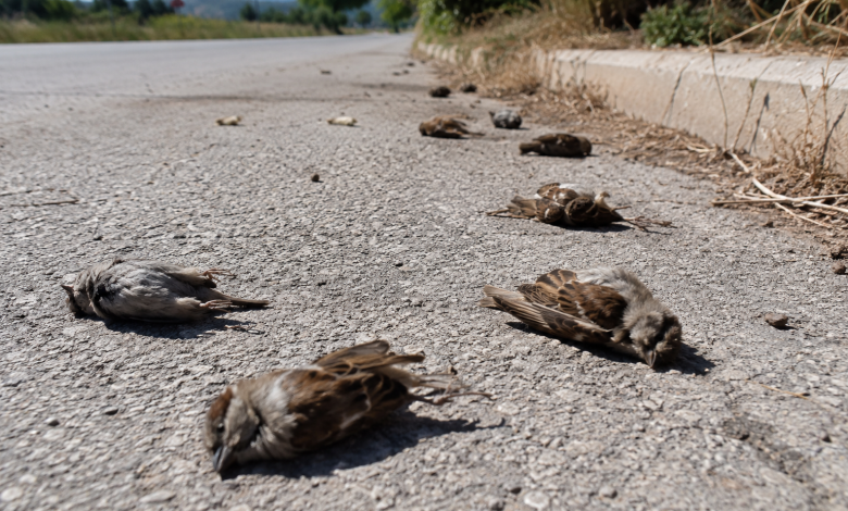 Uccelli morti sulle strade della Puglia a causa del caldo estremo e della mancanza d'acqua.